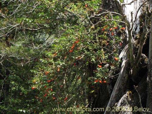 Фотография Mitraria coccinea (Botellita / Vochi-vochi). Щелкните, чтобы увеличить вырез.